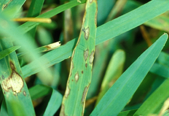 entwicklung pilzkrankheiten 03 gray leaf spot