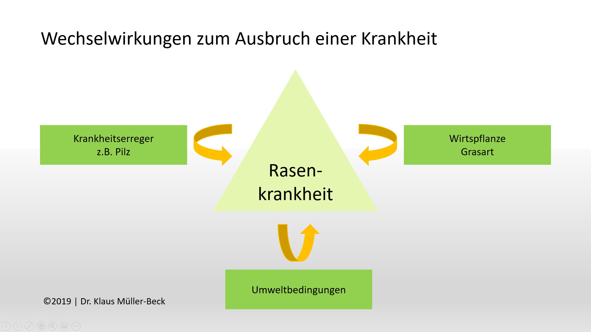 entwicklung pilzkrankheiten 02 pyhtium aphanidermatum