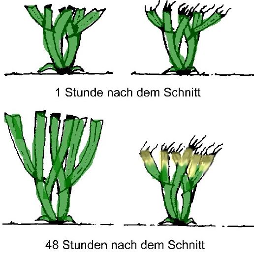 schnittwirkung graeserwachstum ergebnis stumpfe messer