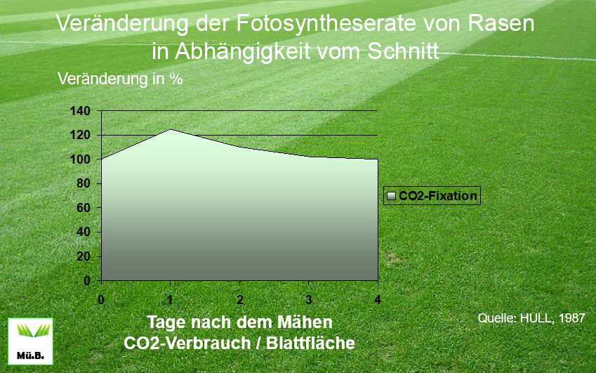 narbenbildung fotosyntheserate