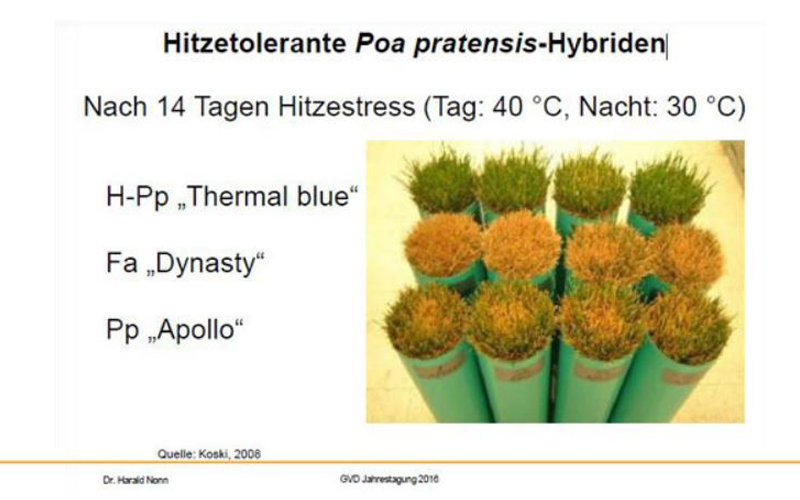 graeser klimawandel hitzetolerante poa pratensis hybriden
