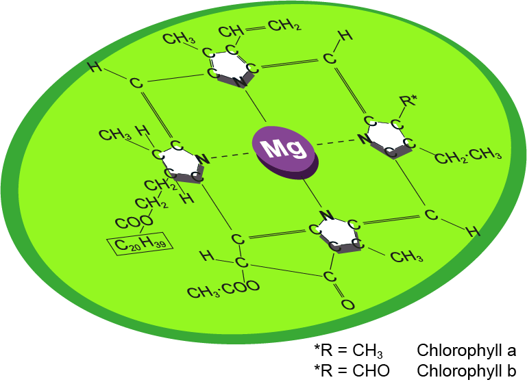 Chlorophyll