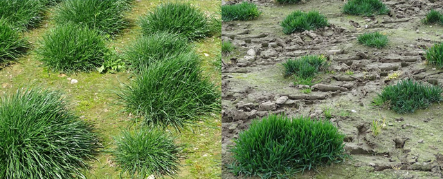 bestockung lolium perenne poa pratensis