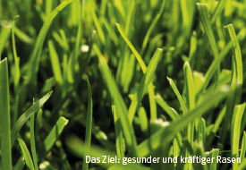 wachstumsregulatoren verbesserung sportrasen 002
