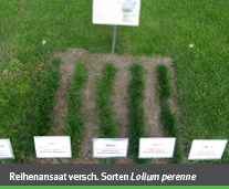 regeneration durch nachsaat 002 reihenansaat lolium perenne