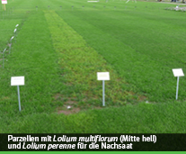 regeneration durch nachsaat 003 parzellen lolium multiflorum lolium perenne