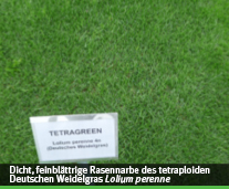 regeneration durch nachsaat 004 tetraploid lolium perenne