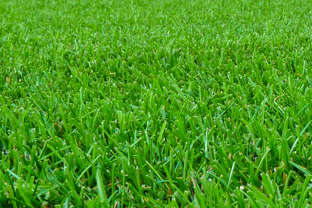 intergreen report 2018 01 tipp fachmann temperatur
